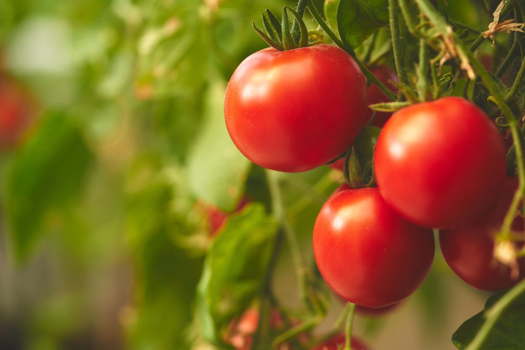 Tomato plant preparing for harvest