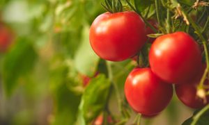 Tomato plant preparing for harvest