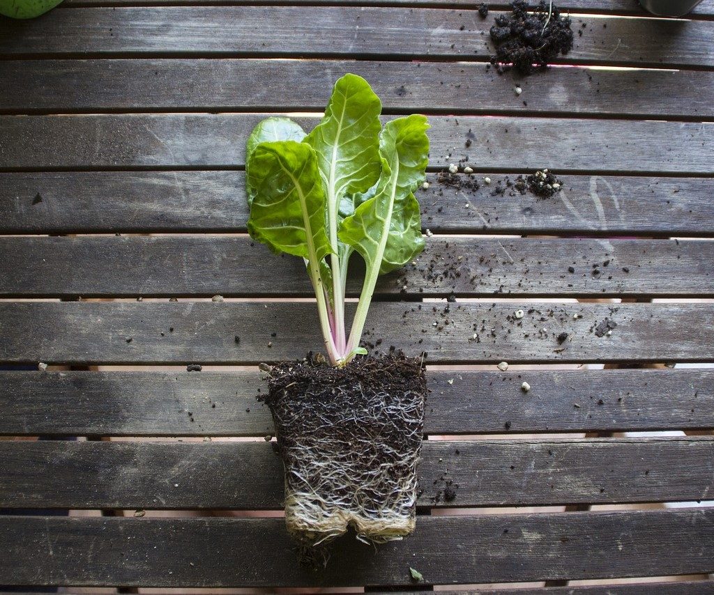 Unpotted plant on wood