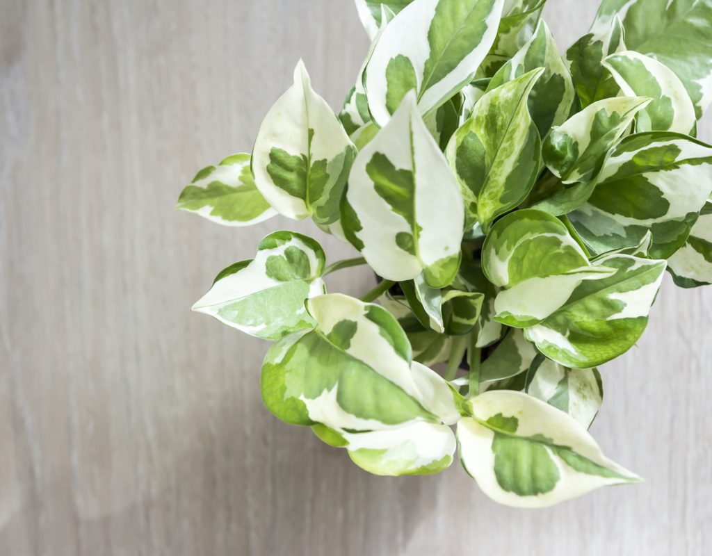 Top-down view of a variegated potted pothos