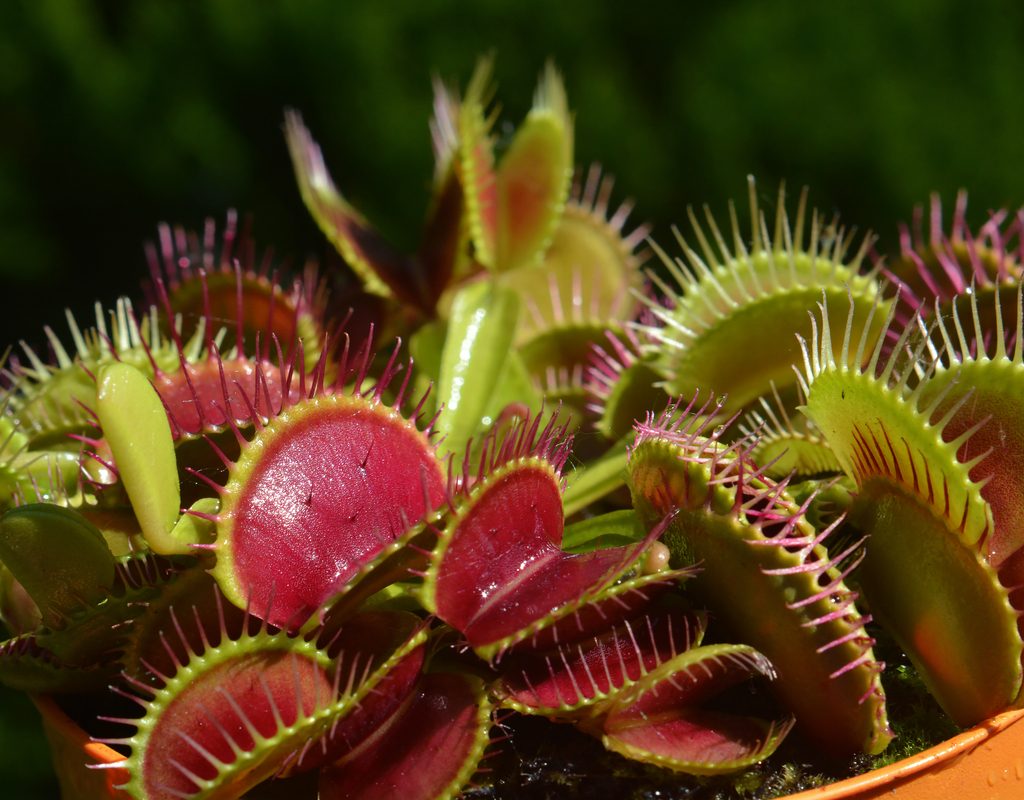 venus flytrap in a garden