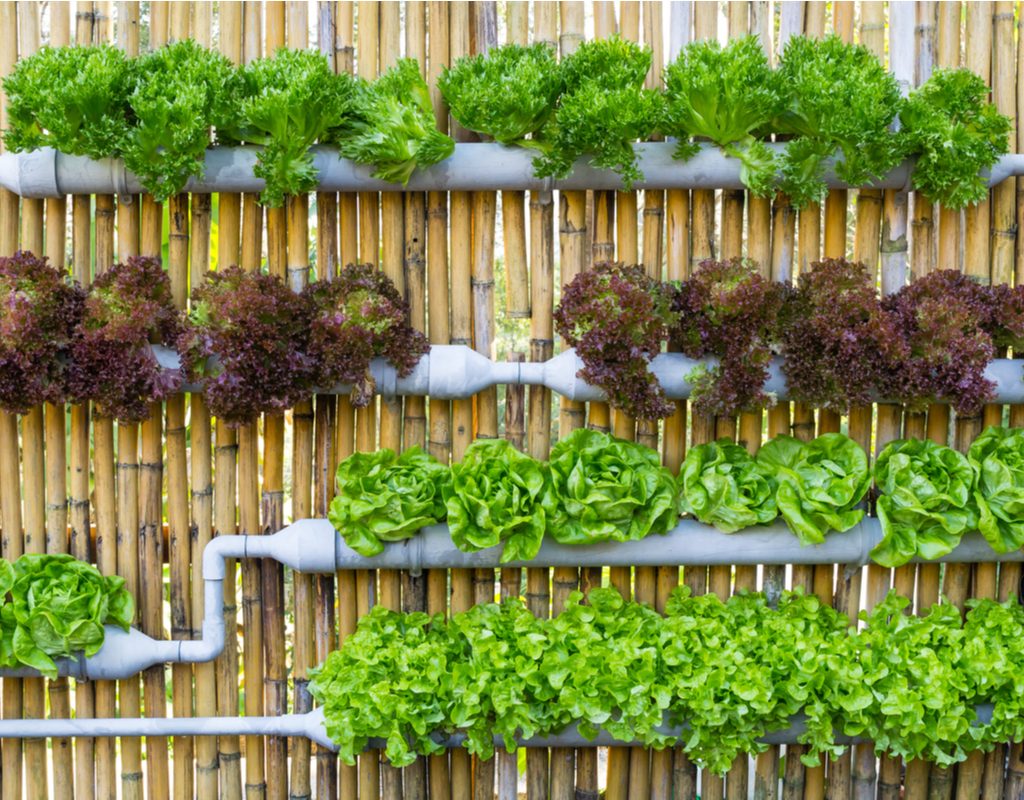 A vertical garden setup