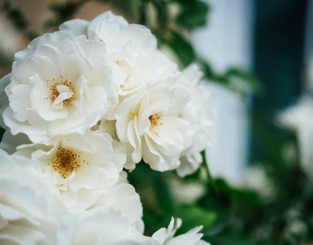 A close-up of some beautiful white rose blooms