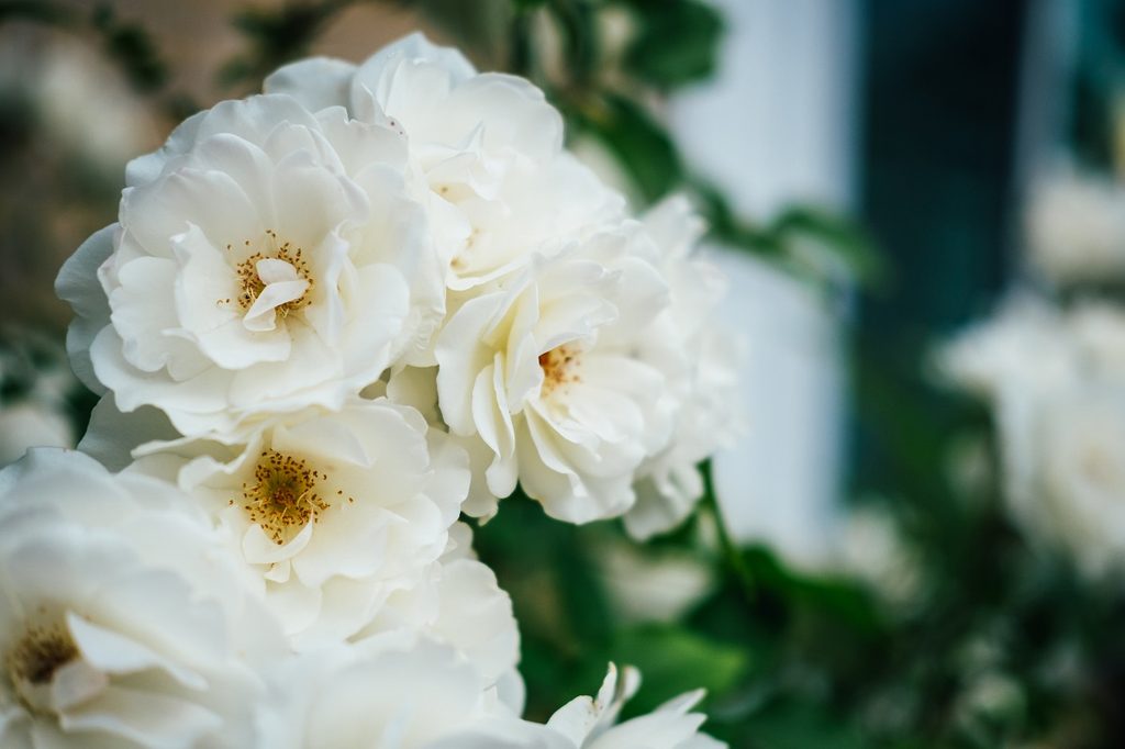 A close-up of some beautiful white rose blooms