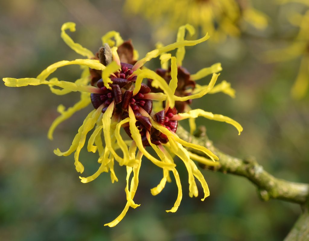 Witch hazel flower