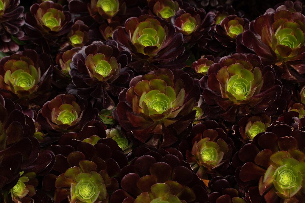 Aeonium succulents