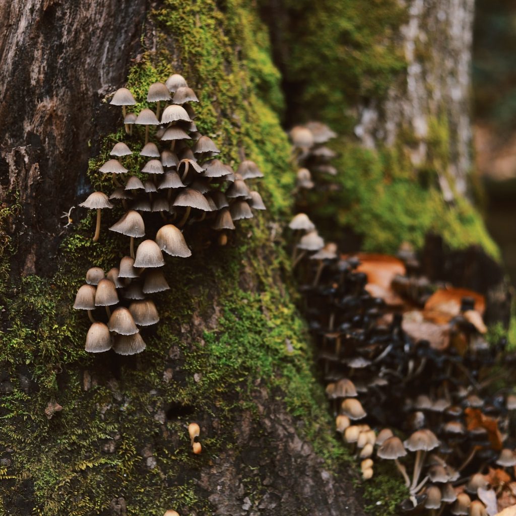 mushrooms on a tree