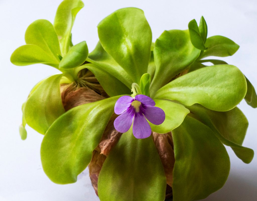 Butterwort plant in bloom