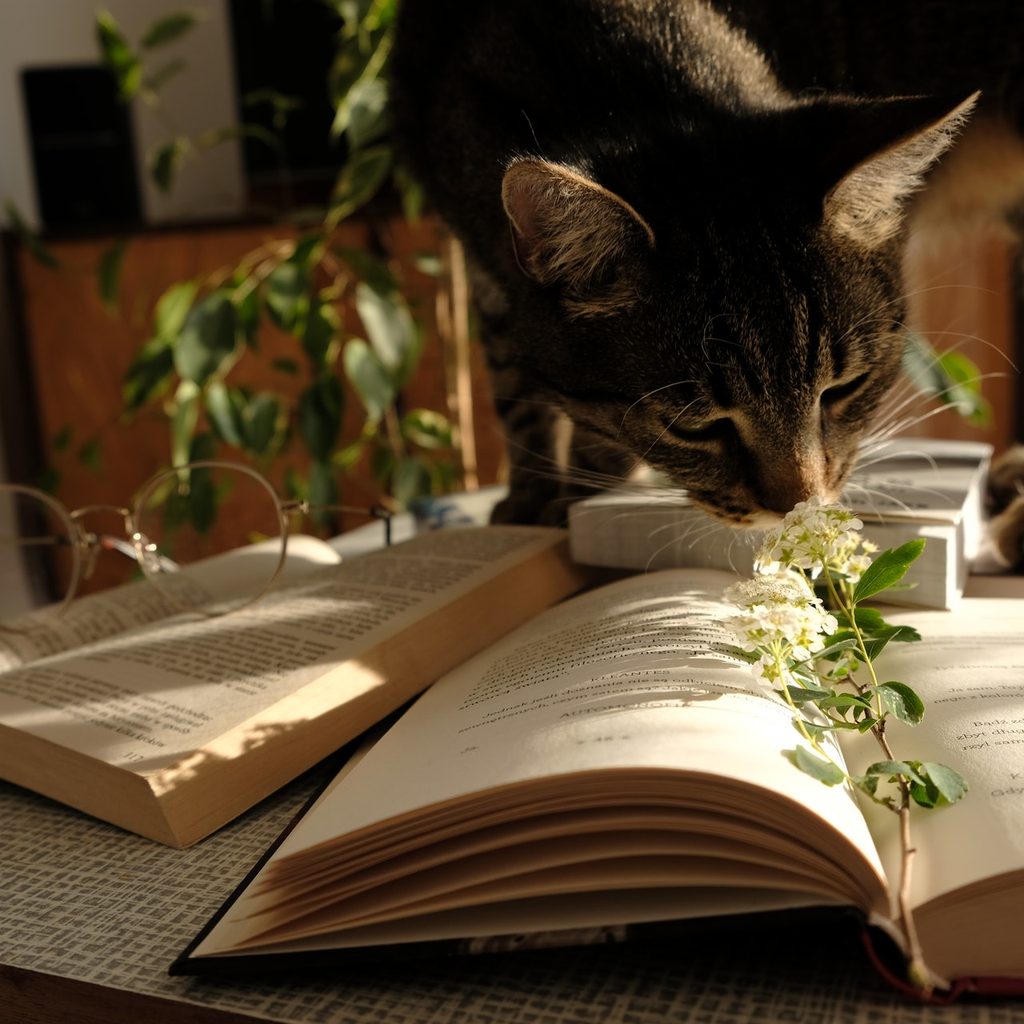 Cat chewing on plant