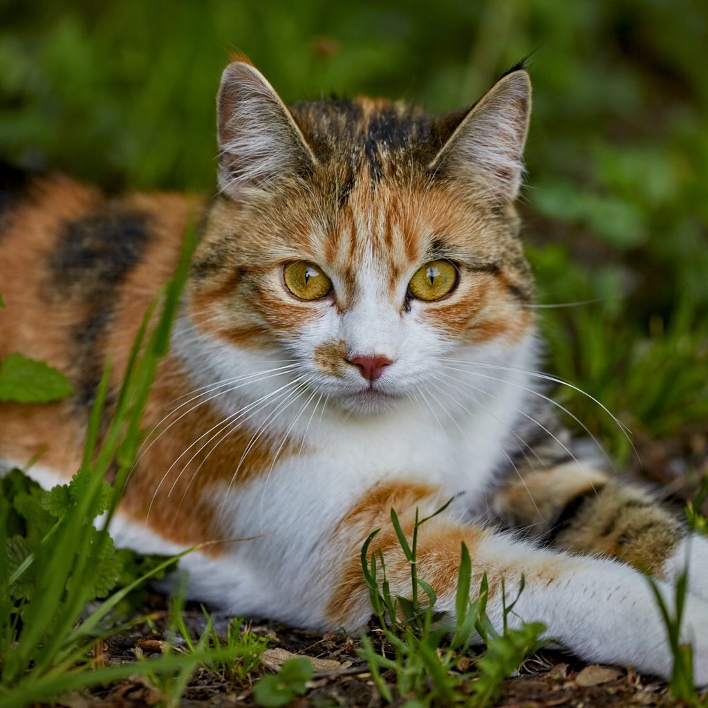 Cat in grass