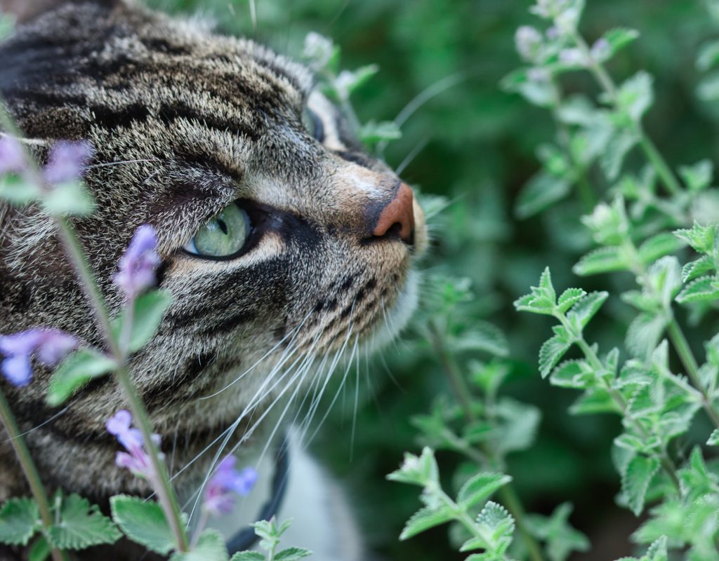 Catnip and cat