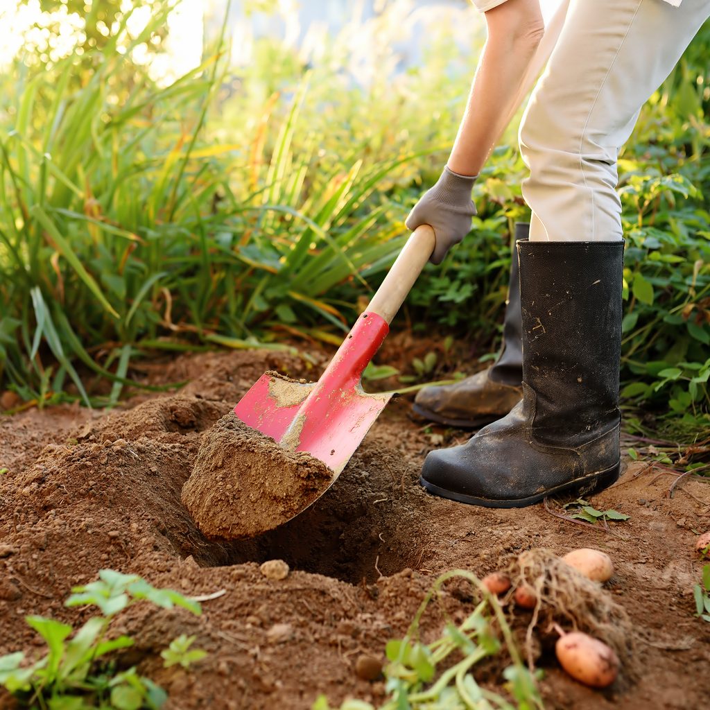 Gardener breaks the surface of the soil with a shovel.