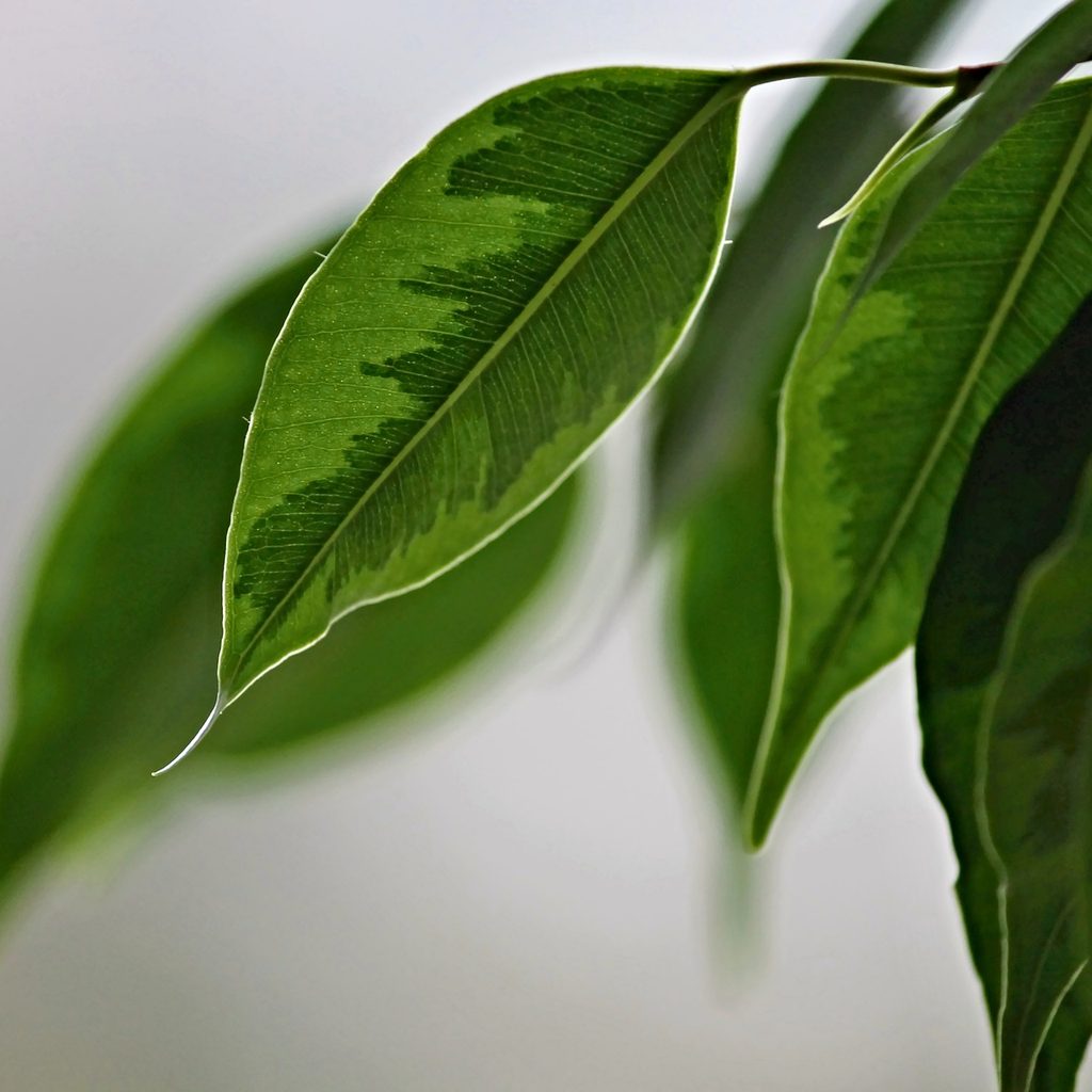 Ficus benjamina