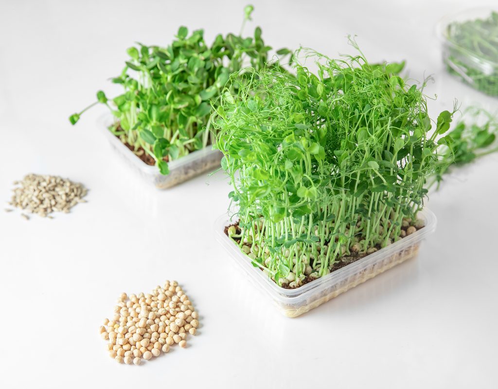 A fresh herb growing kit