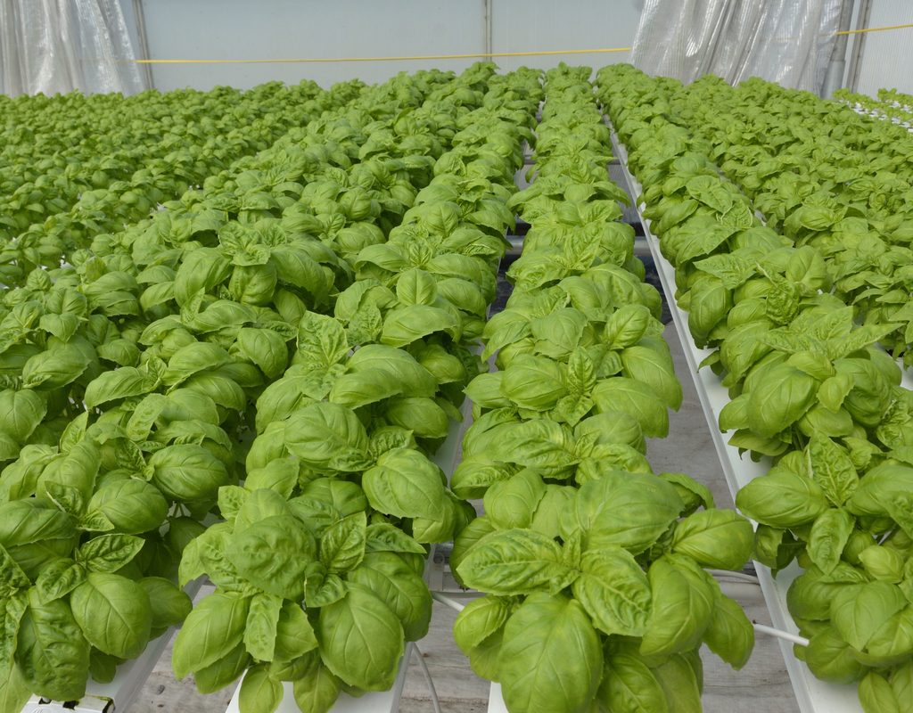 Basil growing in a hydroponic system