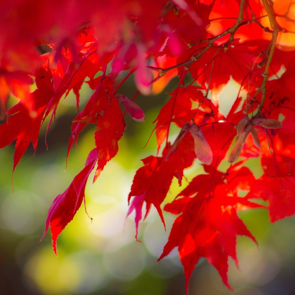 Japanese maple tree
