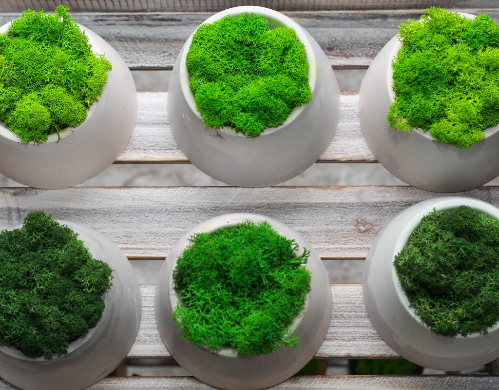 Moss in pots