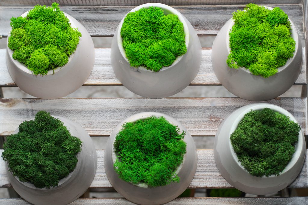 Moss in pots