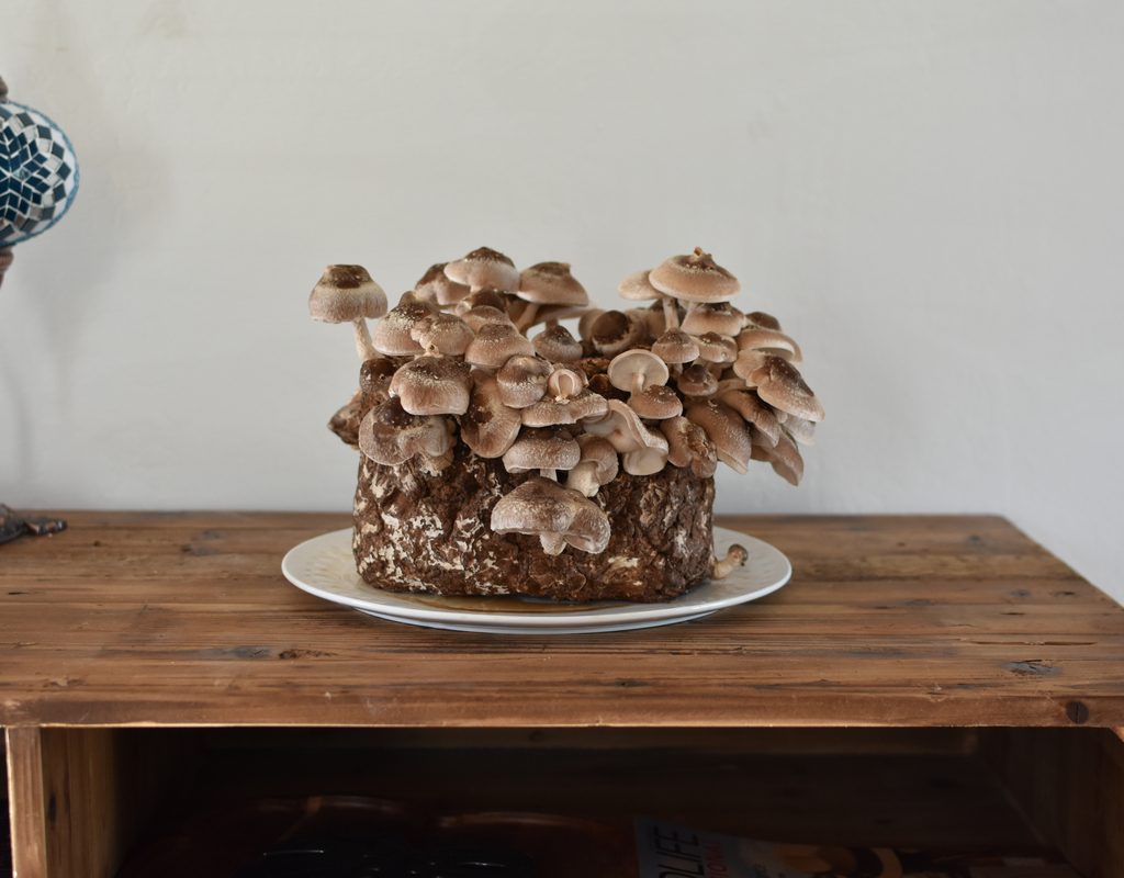 A flourishing mushroom growing kit