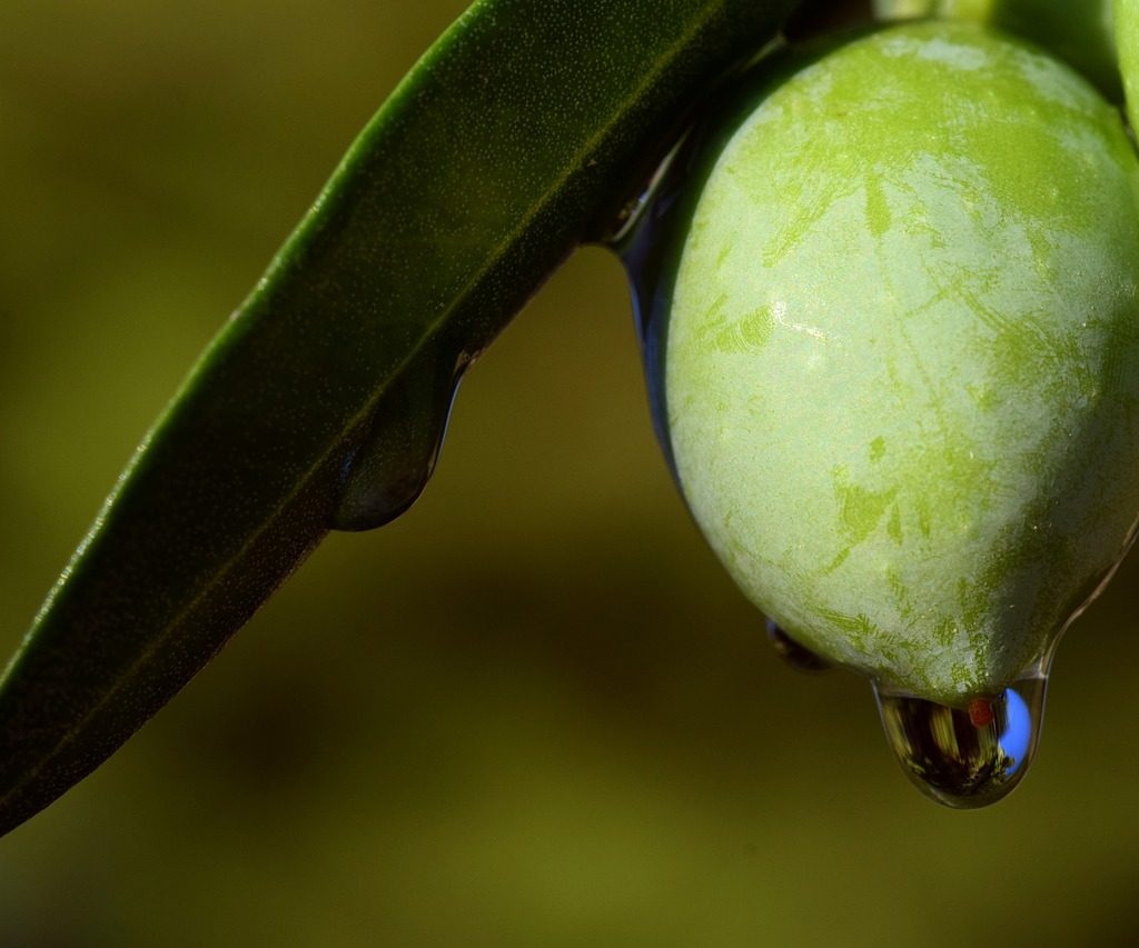 Aa close up of an olive dripping water