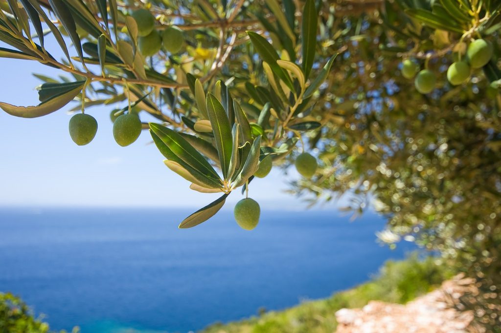 An olive tree by the ocean