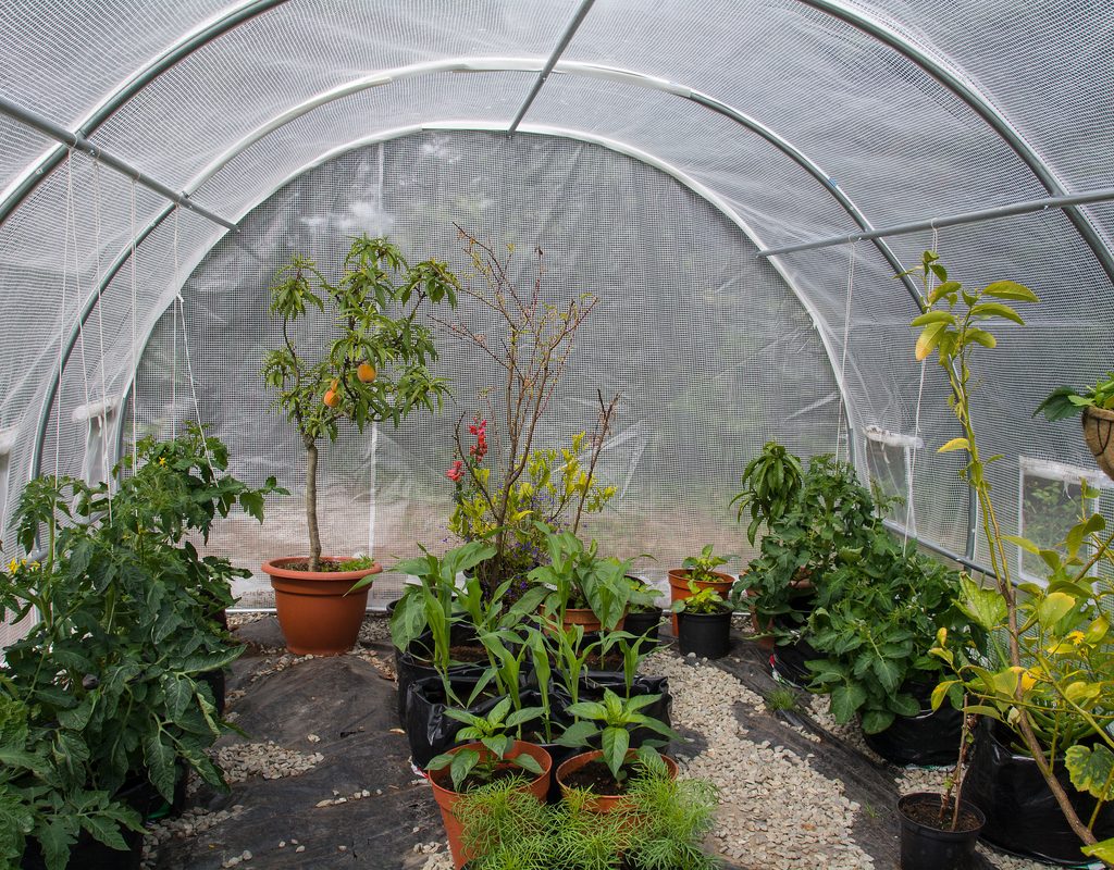 Plants growing in a polytunnel