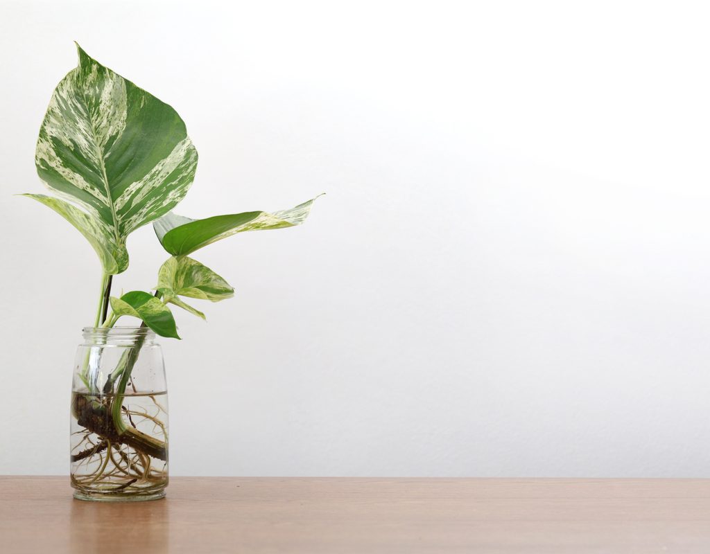 A pothos cutting rooting in water