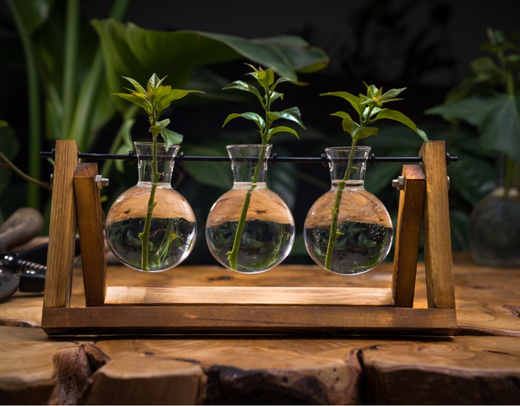 A three-vase propagation station