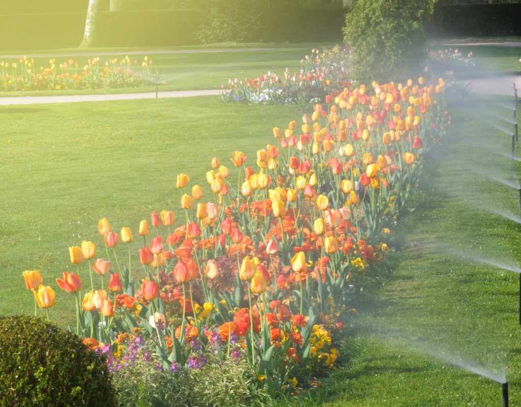Sprinklers spraying tulip flowers