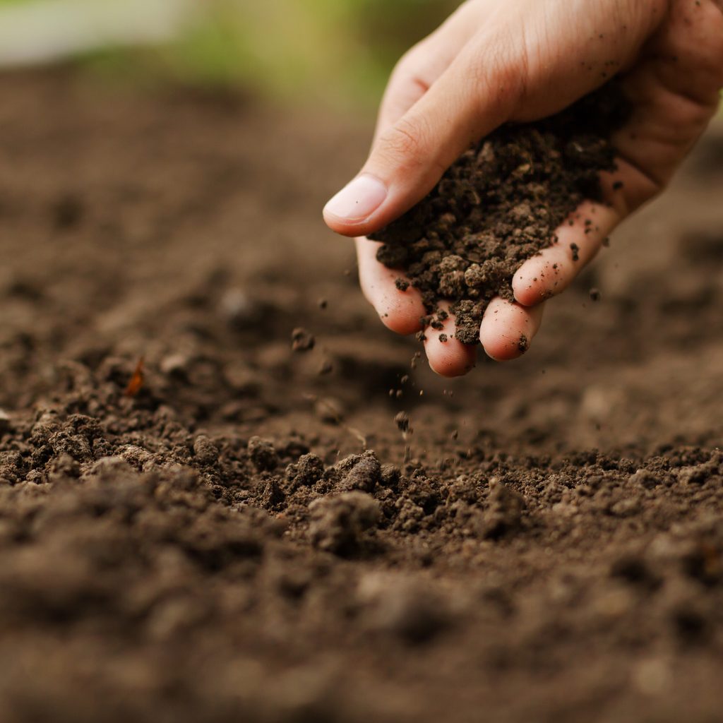 Soil crumbles through gardener's fingers