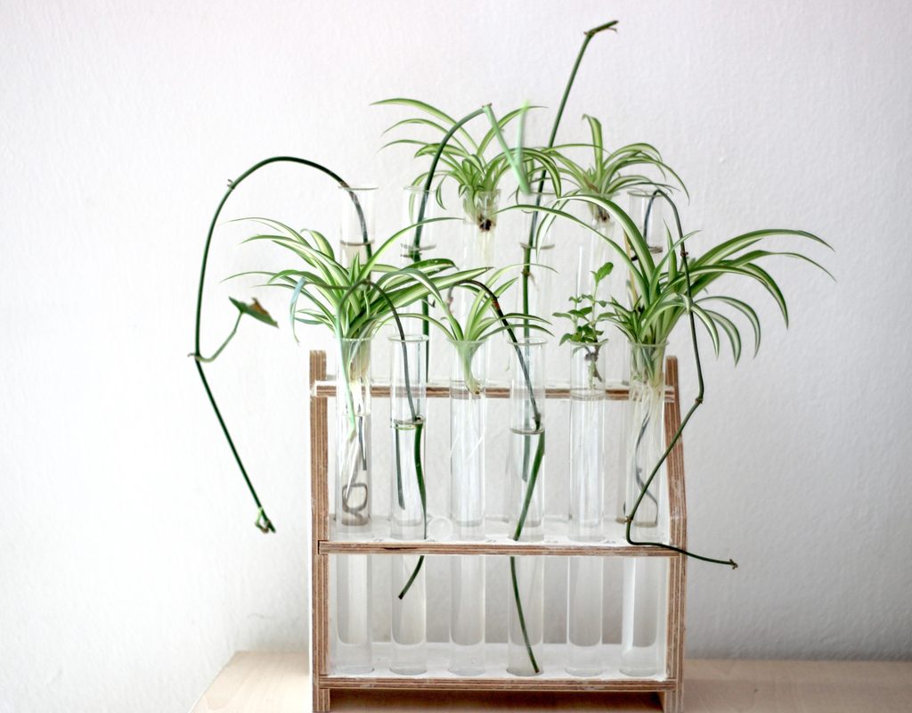 Spider plants rooting in water