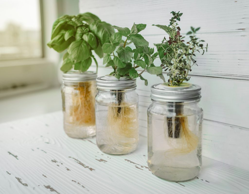 Herbs rooted in water