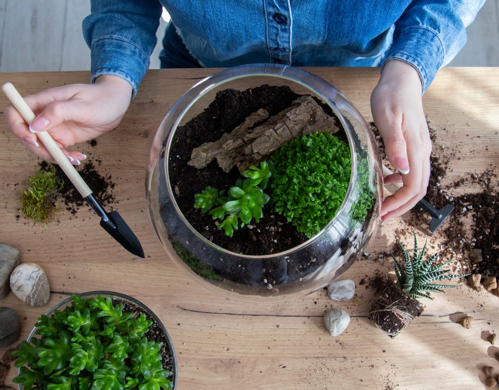 A person transplanting moss into a container garden