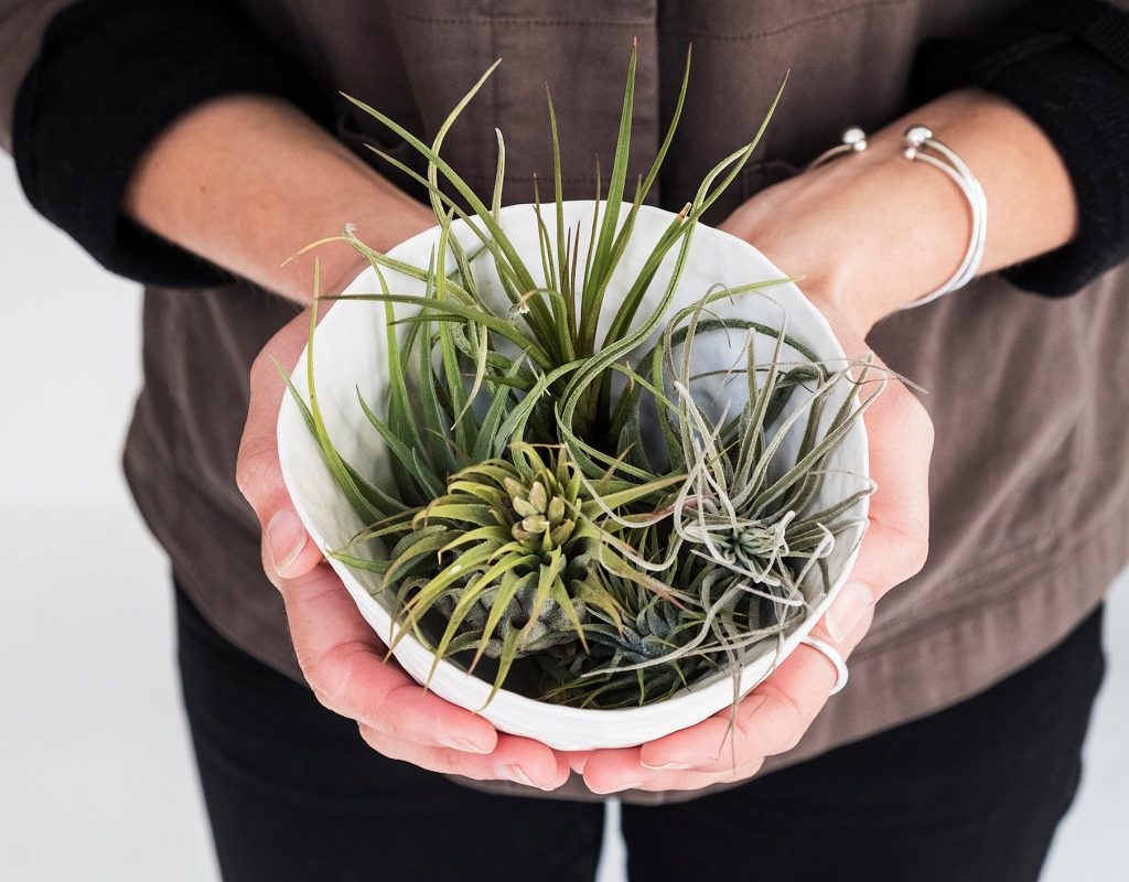 A person holding a bowl of air plants