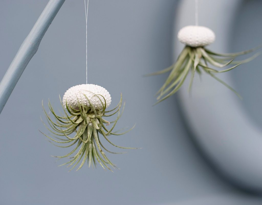 A unique air plant display