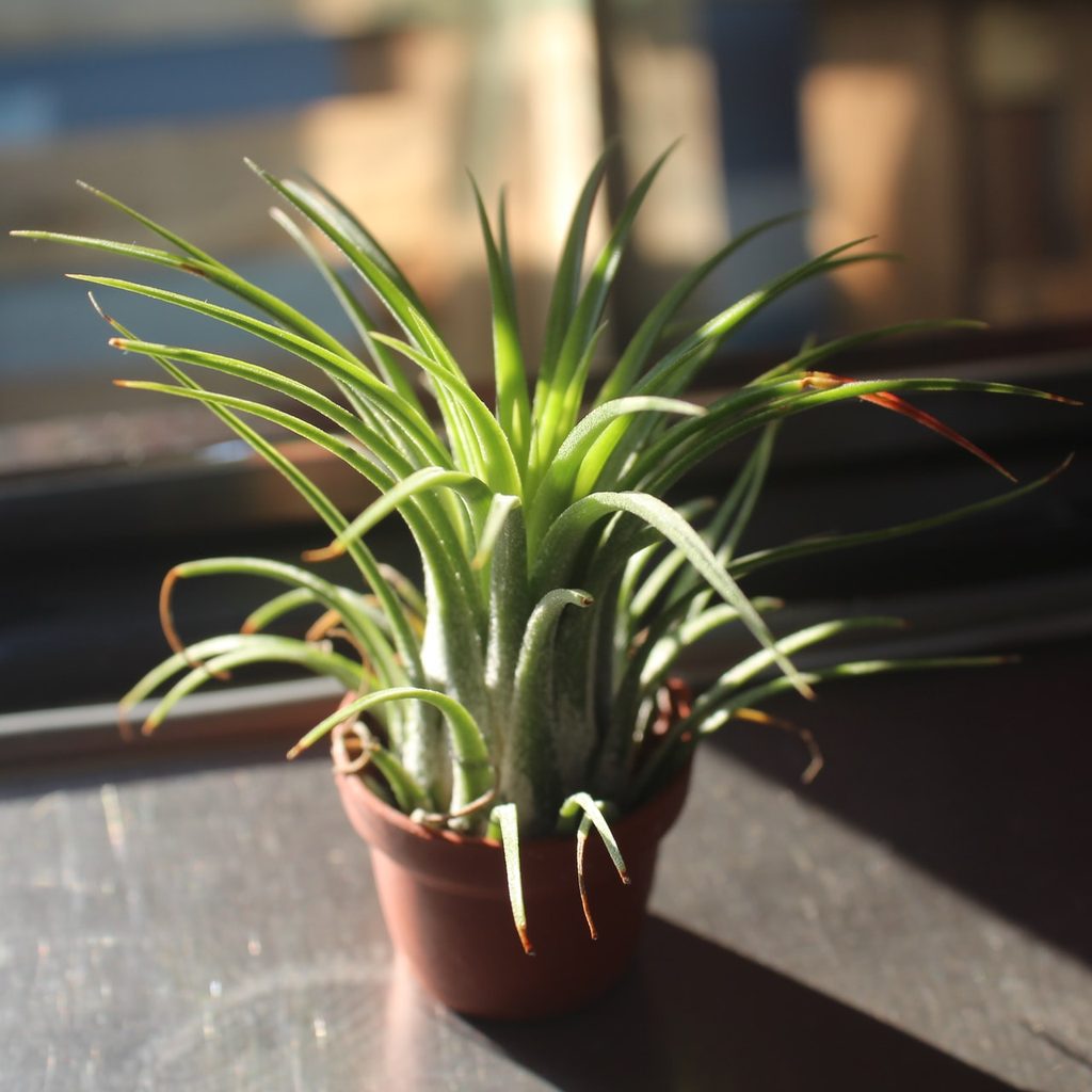 Air plant in sun