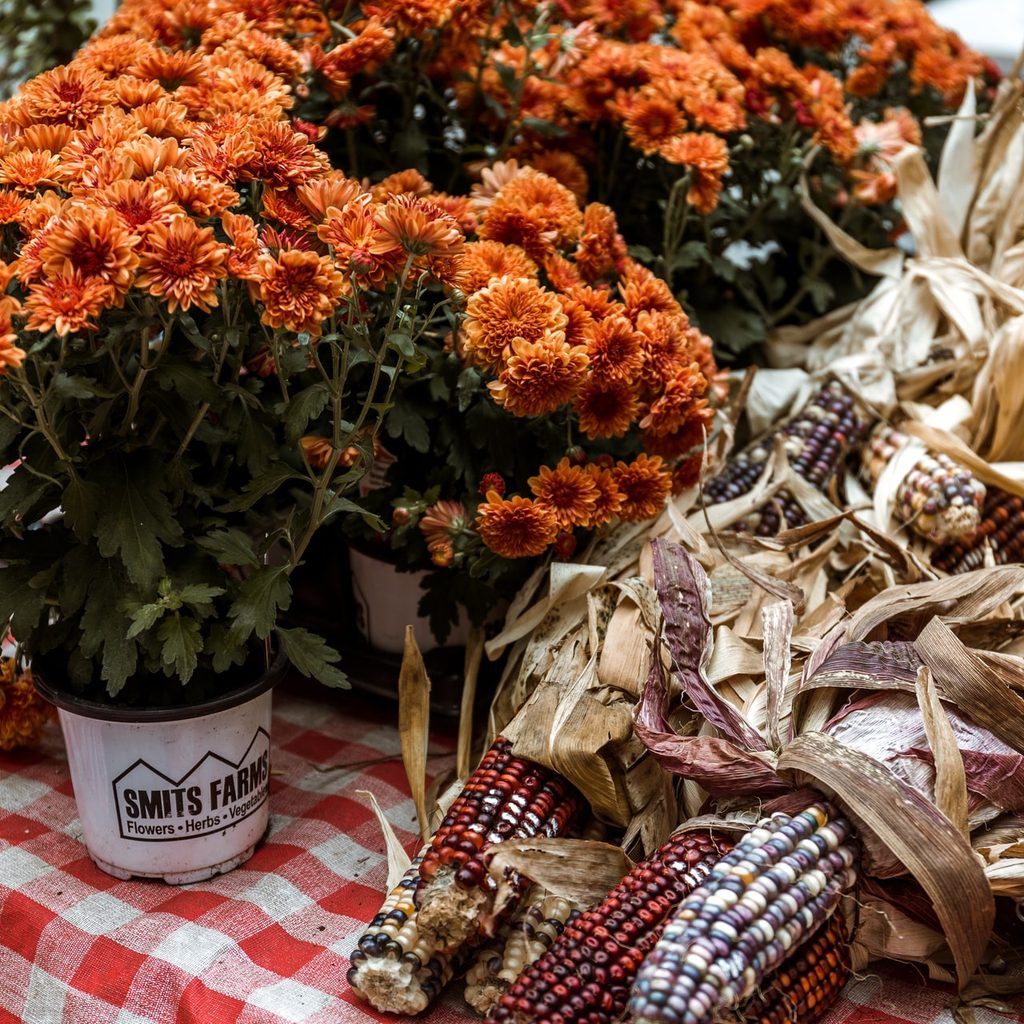 Flowers and dried corn