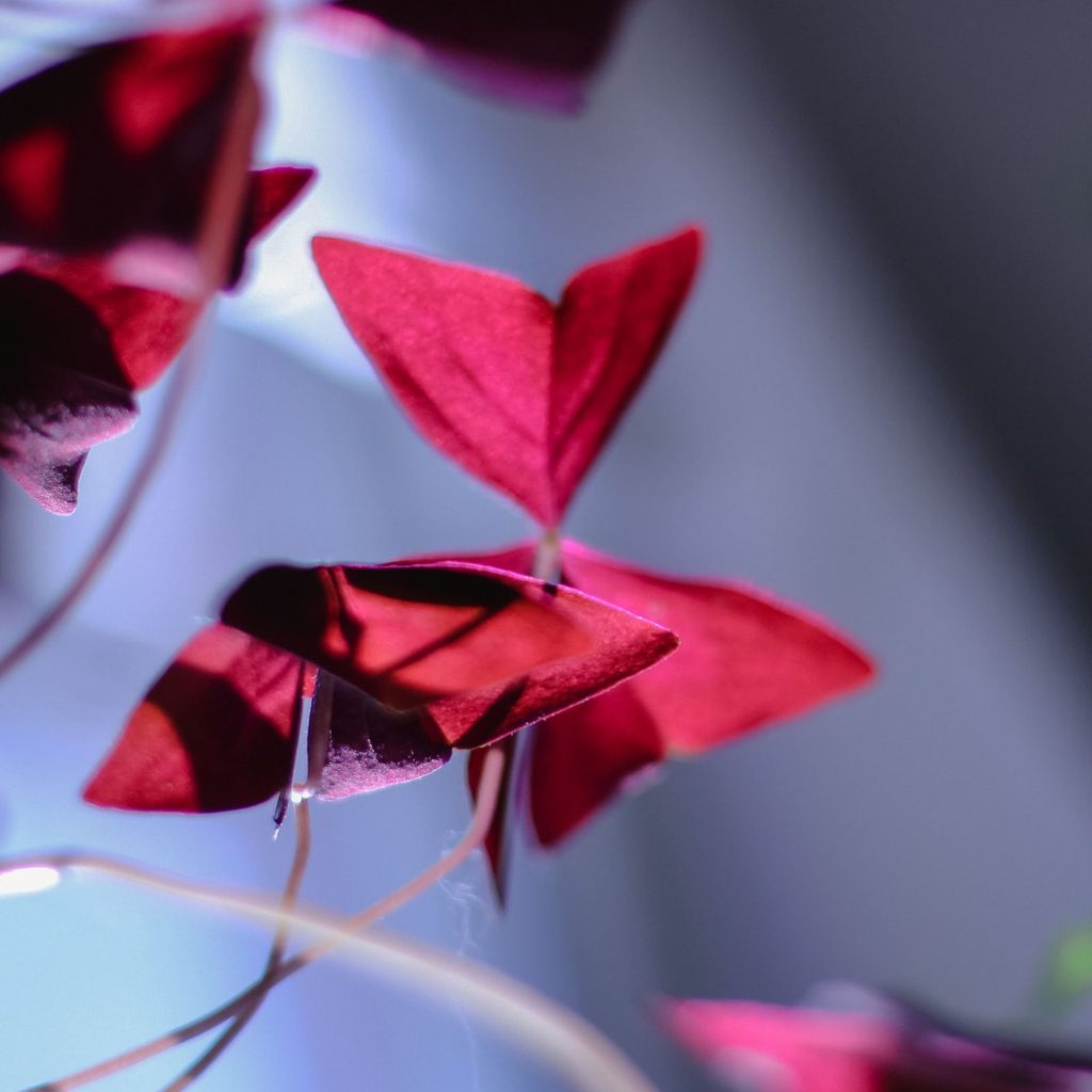 oxalis plant