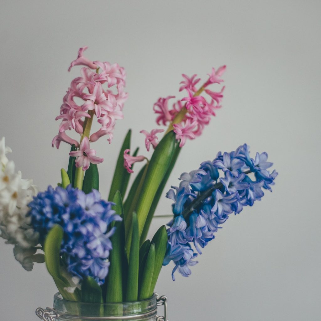 pink white and blue Hyacinth