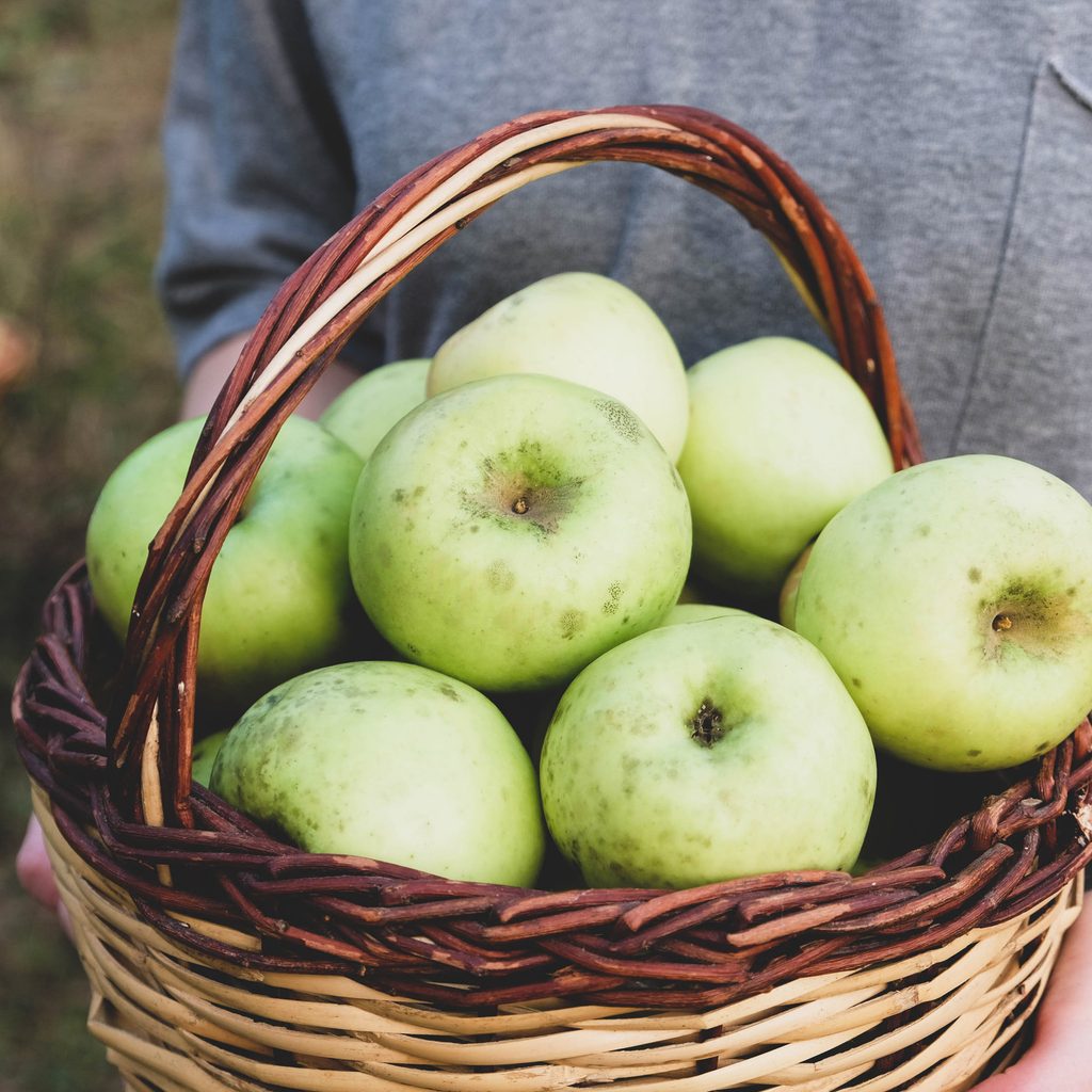 Gardener holding basket of freshly harvested apples.