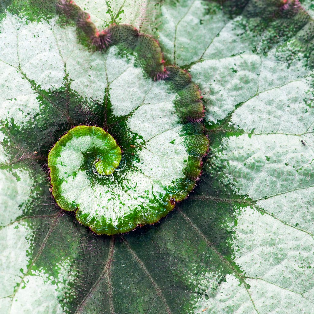 Begonia leaf