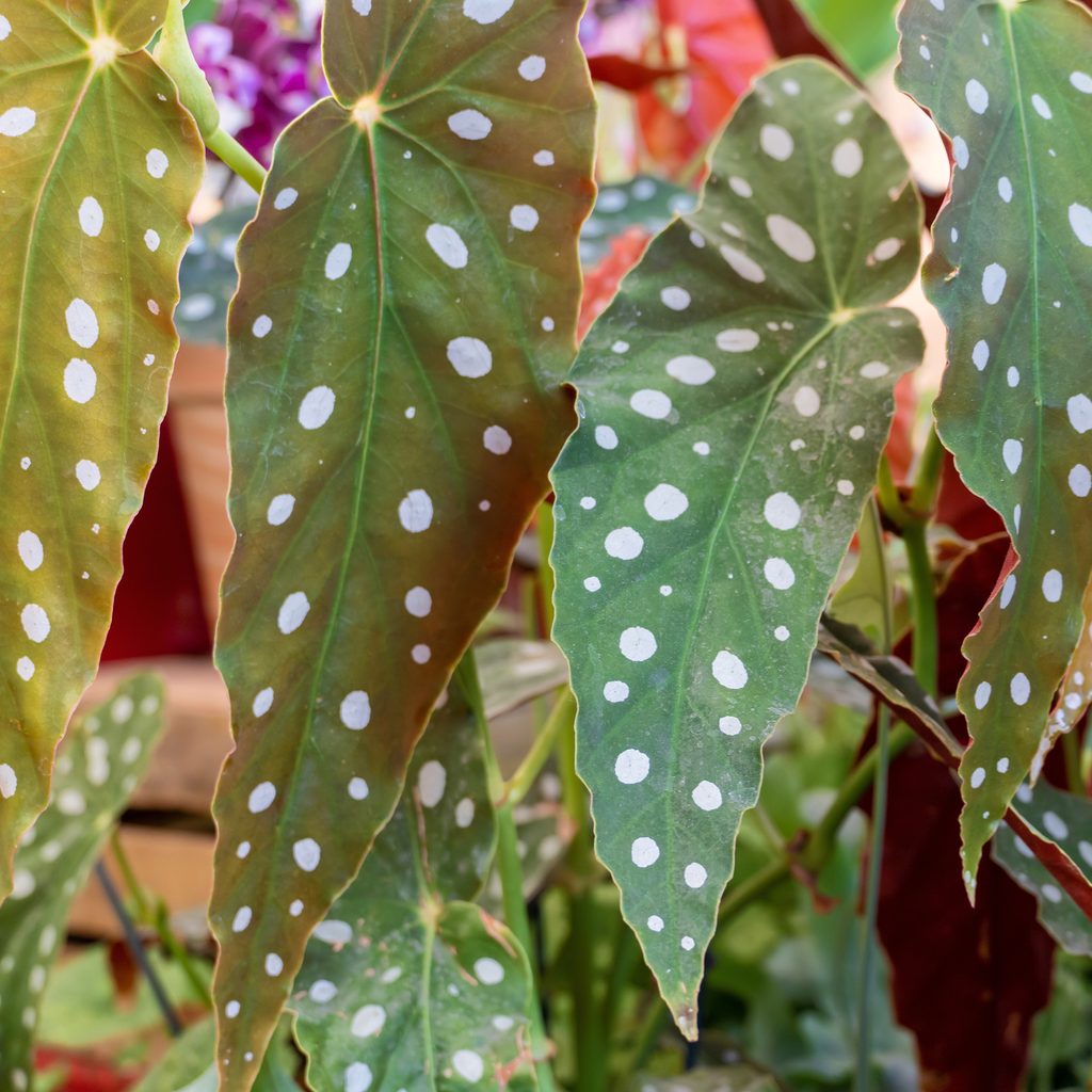 Polka dot begonia