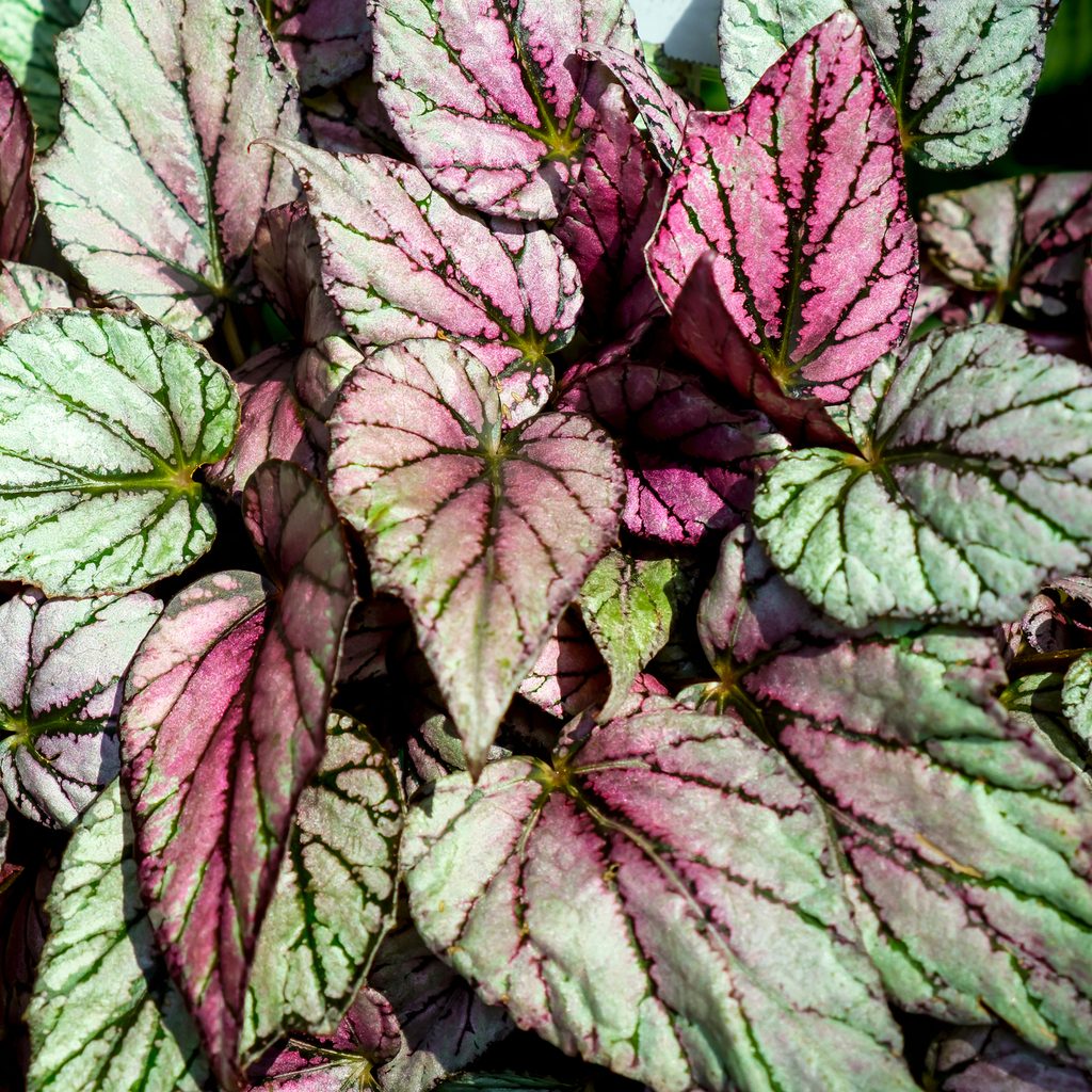 Begonia rex