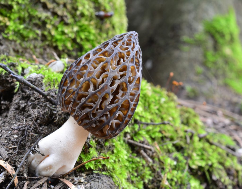 A single black morel mushroom