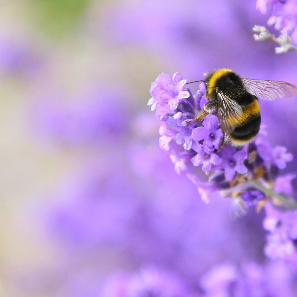 Bumblebee pollinates lavender flower