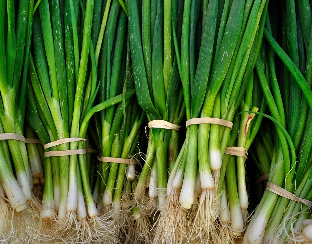 Green onions bundled together with rubberbands