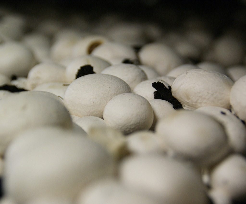 Close up of white button mushrooms growing
