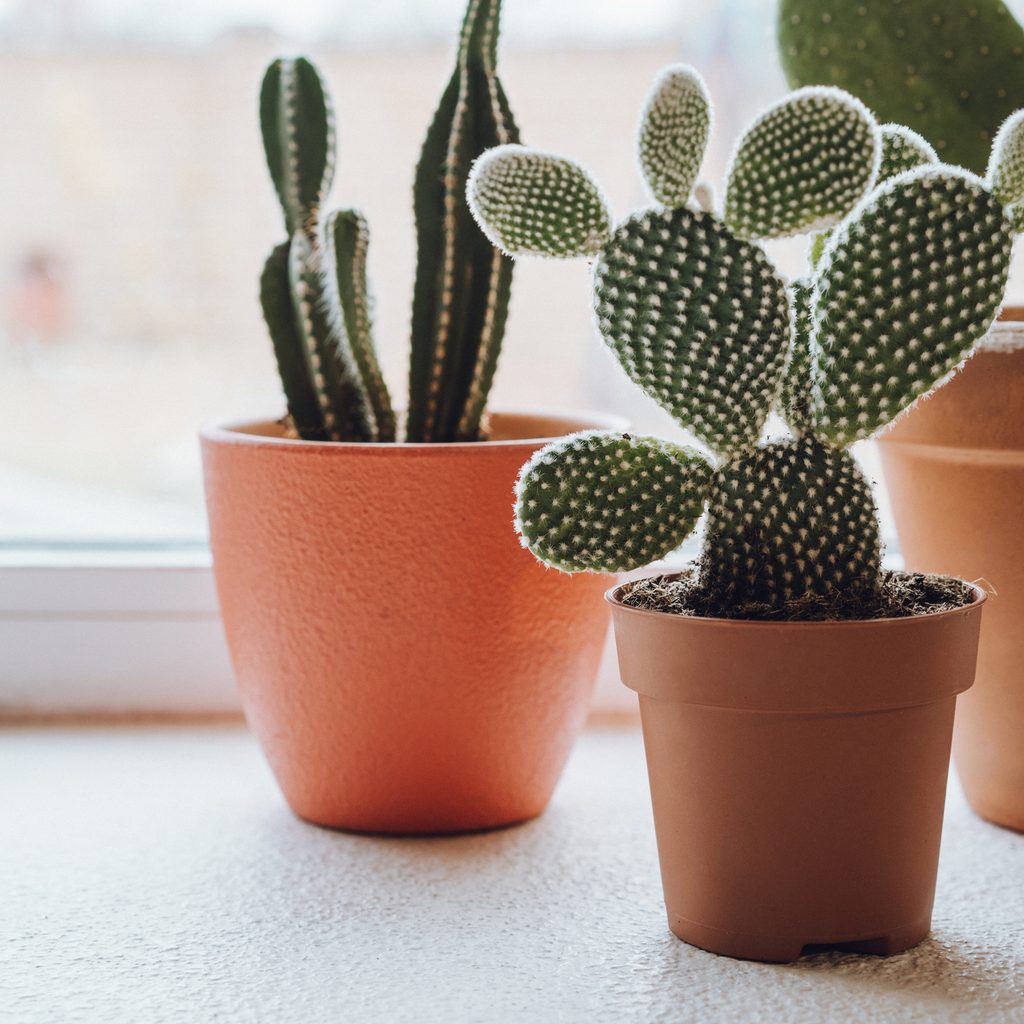 Cacti by window