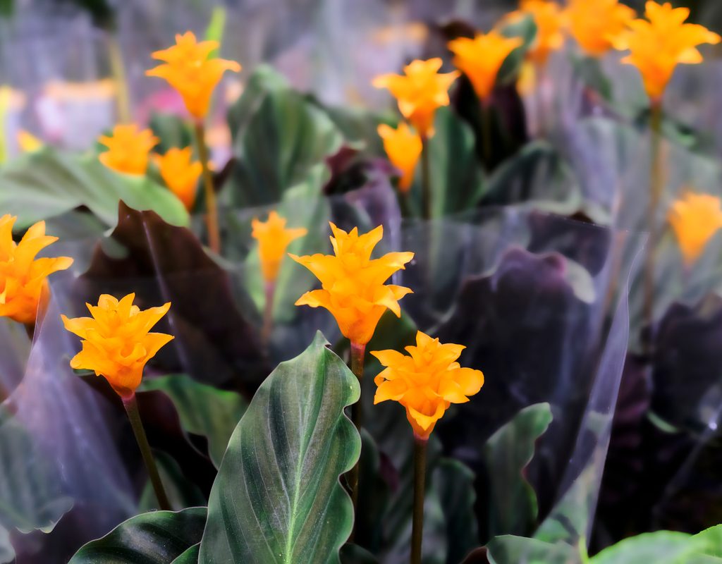 A group of potted calathea crocata