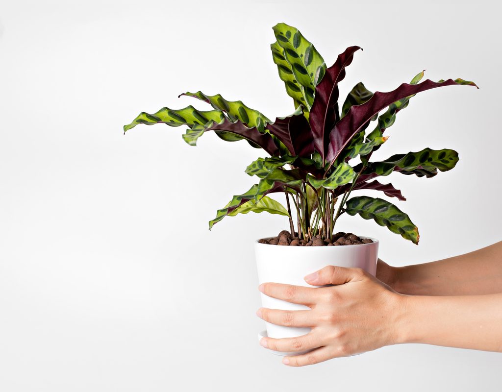 A person holding a potted calathea lancifolia or rattlesnake plant